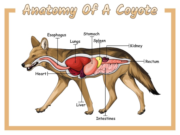 Anatomy of a coyote