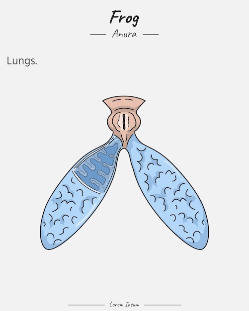 Anatomy of frog lungs illustration