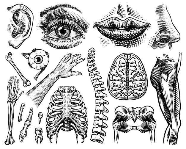 Vector anatomy of human bones and muscles set organ systems body and thorax and pelvis heart and brain eye and spine sensory cortex collection leg and arm hand drawn engraved biology illustration