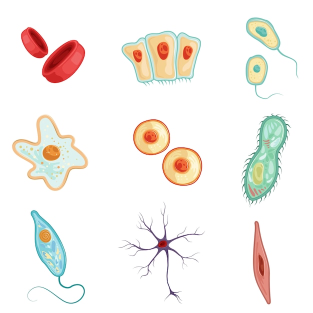 Anatomy of human cells set of detailed  Illustrations on a white background