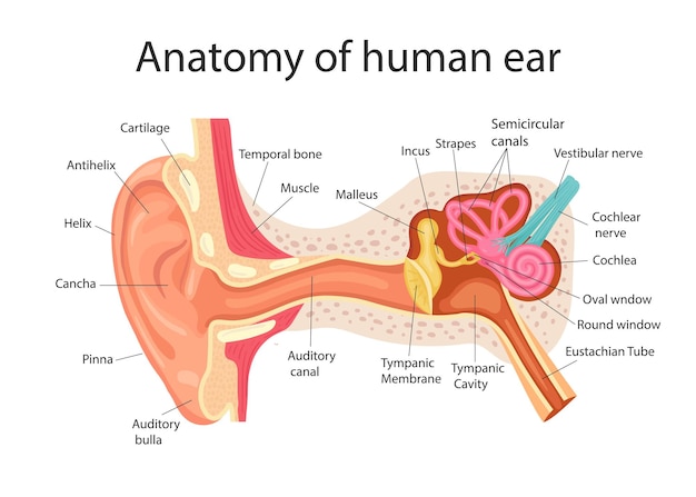 Anatomy of the human ear Internal structure of the ears medical vector illustration