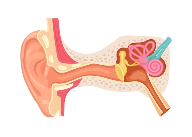 Anatomy of the human ear Internal structure of the ears medical vector illustration