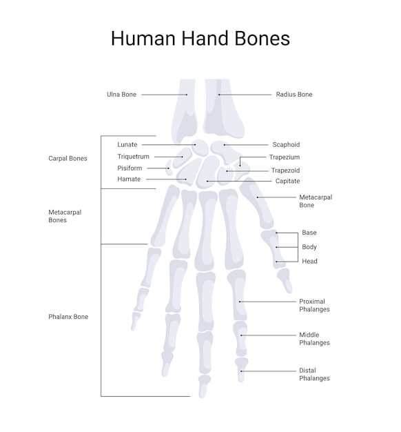 anatomy of human hand bones