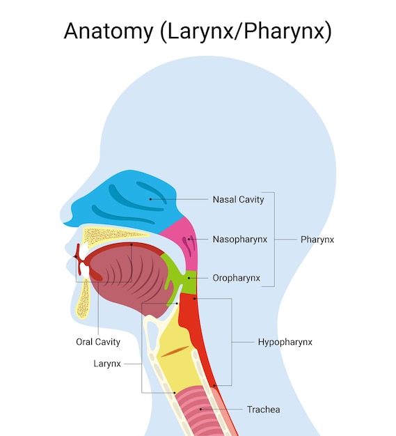 Anatomy of human larynx medical illustration