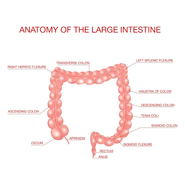 Anatomy of the Large Intestine Medical Illustration concept