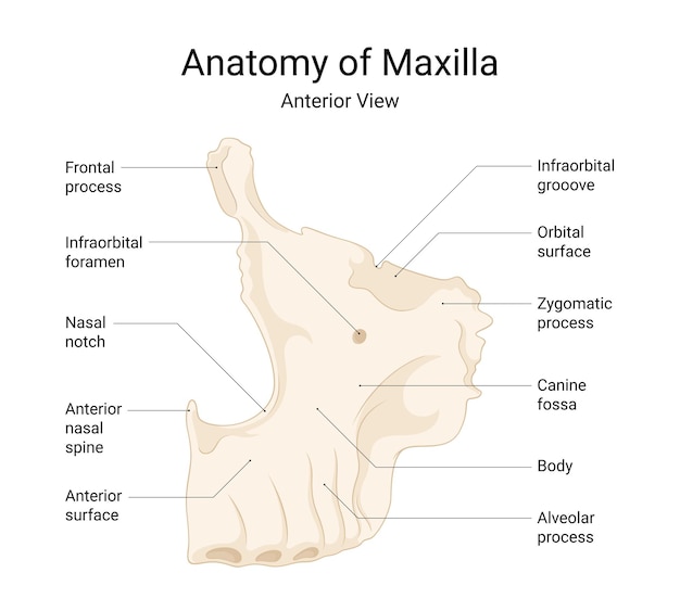 Vector anatomy of maxilla anterior view