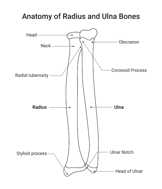 Vector anatomy of radius and ulna bone line art