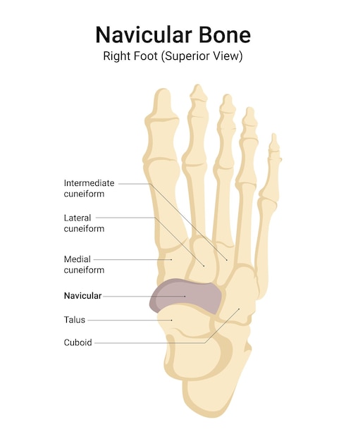 Vector anatomy of right foot navicular bone