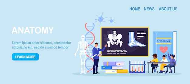 Anatomy school subject Pupils studying human skeleton bones Teacher pointing at chalkboard teaching kids Students at desks learn body nervous muscle blood systems Biology classes medicine