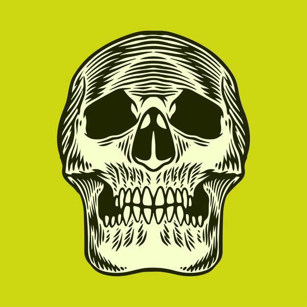 anatomy skull face illustration vector