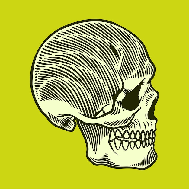 anatomy skull face illustration vector