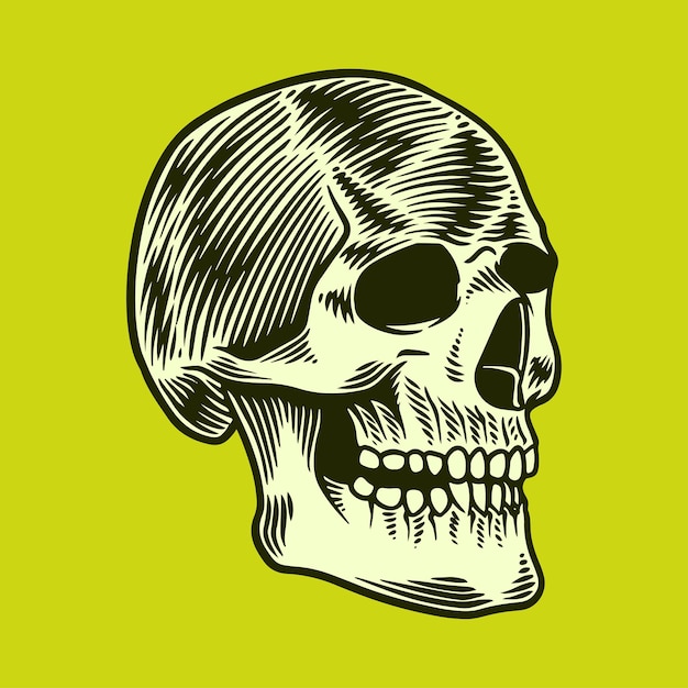 anatomy skull face illustration vector