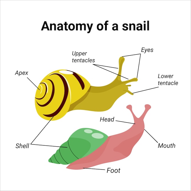 Anatomy of a snail Handdrawn illustration of two achatina garden snails Vector instruction manual