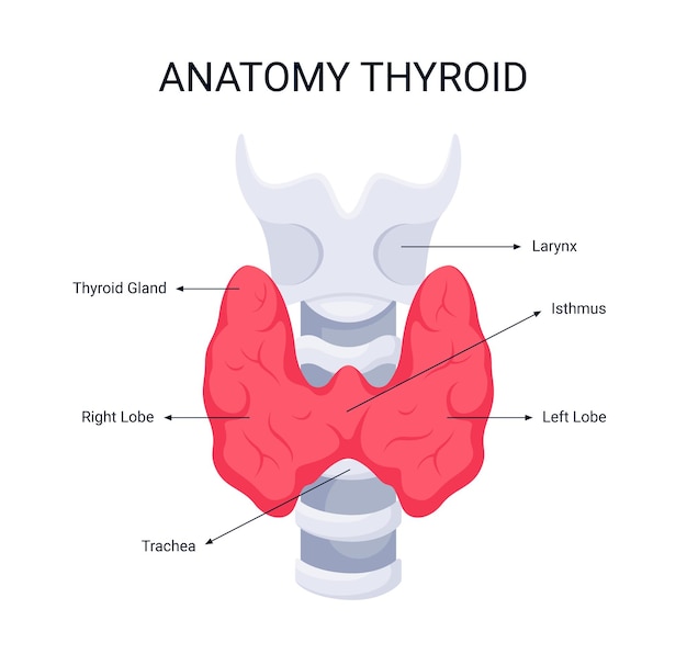 Vector anatomy thyroid, human organ, illustration organ details concept