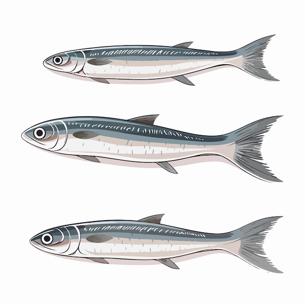 Vector anchovy fish line vector illustration isolated on white background