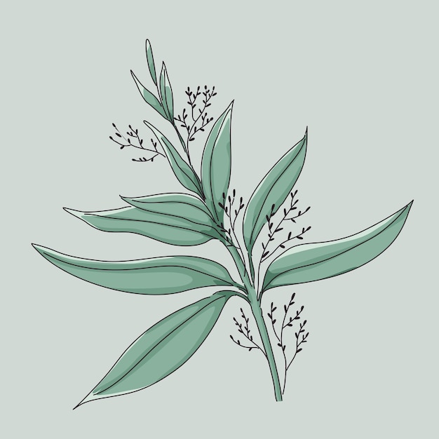 Andrographis paniculata herb illustration design of vector.