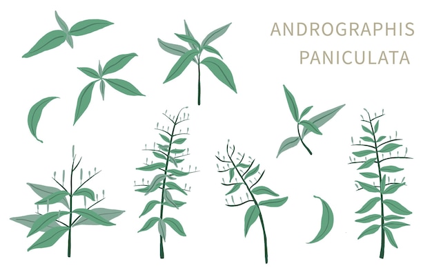 Andrographis paniculata object for health on white background