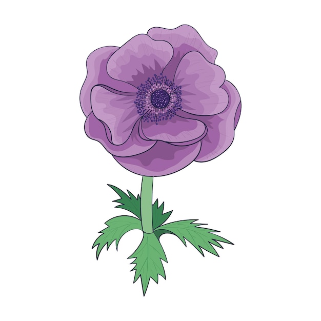 Anemone flower illustration purple flower isolated flower head