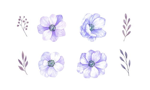 Anemone flowers watercolor set Graphic elements for wedding invitations greeting cards and other d