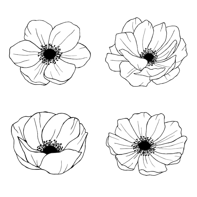 Anemone hand drawn illustrations line art flowers