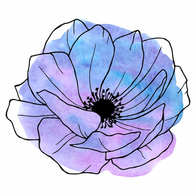 Anemone hand drawn line art illustration flower on watercolor background floral element for design