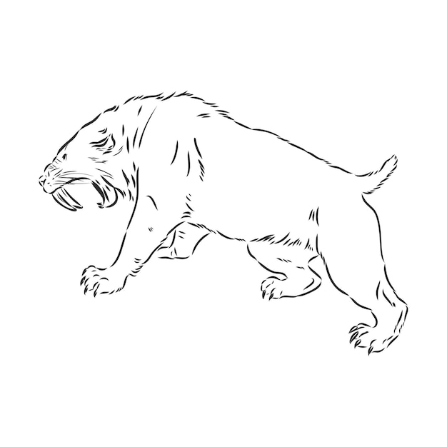 Angry Saber Tiger Drawing Vector. saber-toothed tiger vector sketch