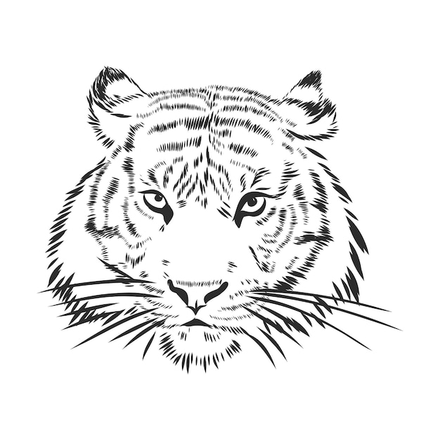 Angry Tiger head silhouette, vector sketch illustration