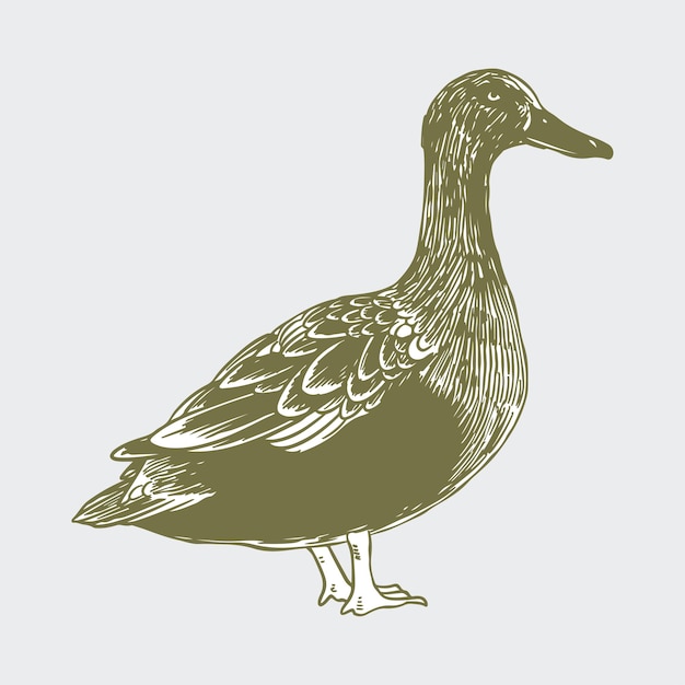 animal illustration vector duck