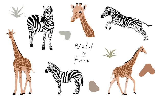 Animal object collection with giraffe,zebra.Vector illustration for icon,sticker,printable