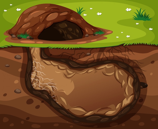 An Animal Underground Habitat