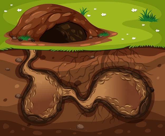 A Animal Underground Habitat