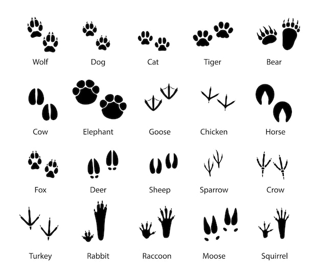 Vector animals and birds feet tracks