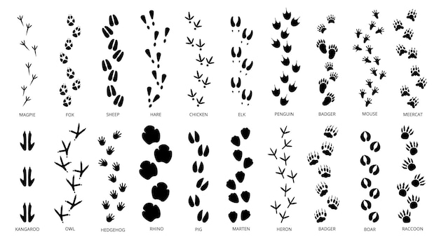 Vector animals footprints tracks black silhouettes pawprints isolated animal footprint pets footsteps different wild character foot step decent vector set