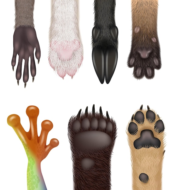 Animals paw Realistic wild animals body parts dog frog cat bears racoon decent vector paws collection set