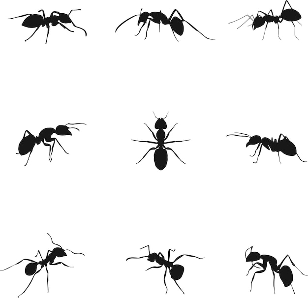 ant silhouette collection