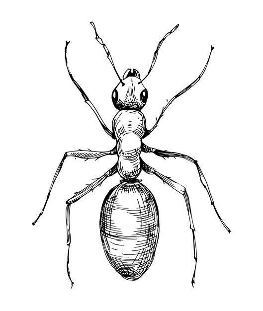 Vector ant sketch. hand drawn illustration isolated on white