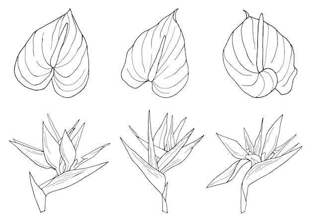 Anthurium flower graphic hand drawn illustrations set of line art tropical exotic strelitzia