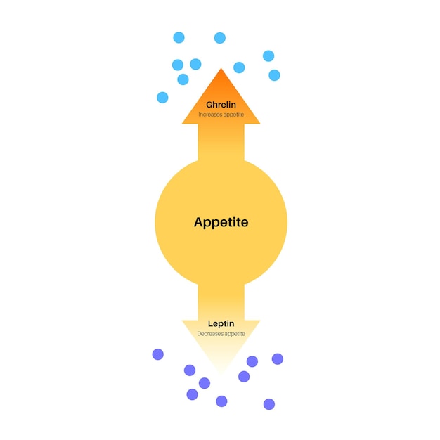 Appetite and hunger hormones Ghrelin and leptin in human body Human endocrine system