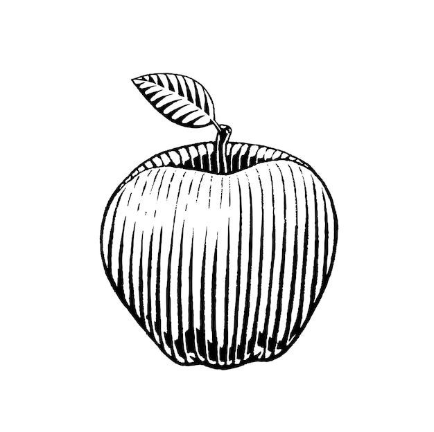 Apple Drawing Scratchboard Engraved Vector