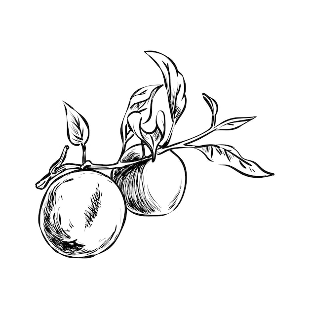 Apple fruit illustration in a hand-drawn style