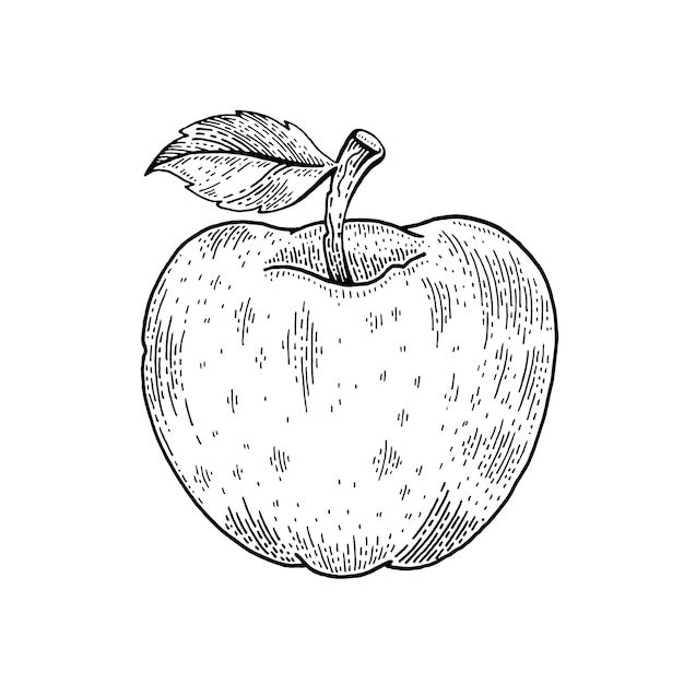 Apple sketch Vector hand drawn fruit illustration Vintage apple with leaf Black line food art