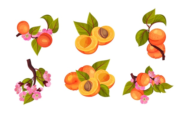 Apricot drupe fruit hanging on leafy tree branch and halved vector set