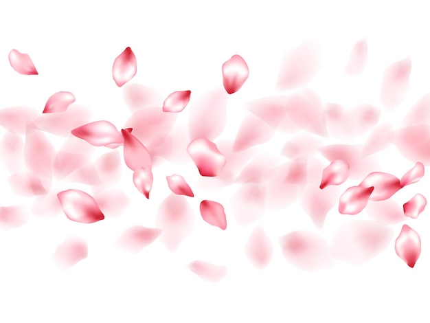 Apricot flower flying petals isolated on white Abstract floral background Japanese sakura petals