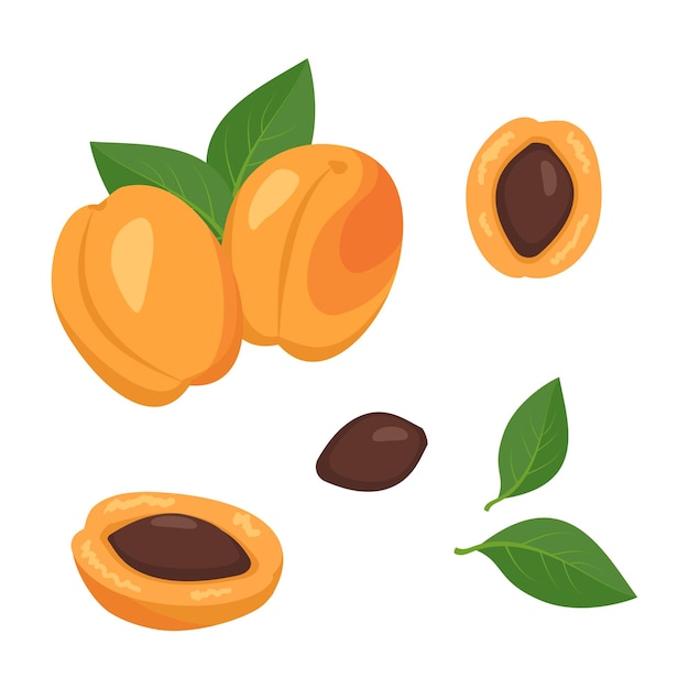 Apricot fruit icons set.