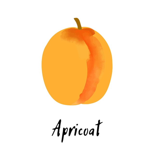 Apricot illustration isolated on white background