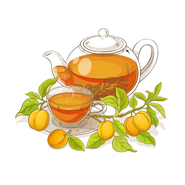 apricot tea vector illustration on white backgrond