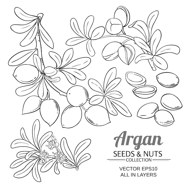 Argan branches vector set