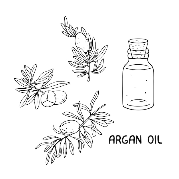 Argan fruit, leaves and oil sketch. Hand drawn natural cosmetic ingredient Illustration