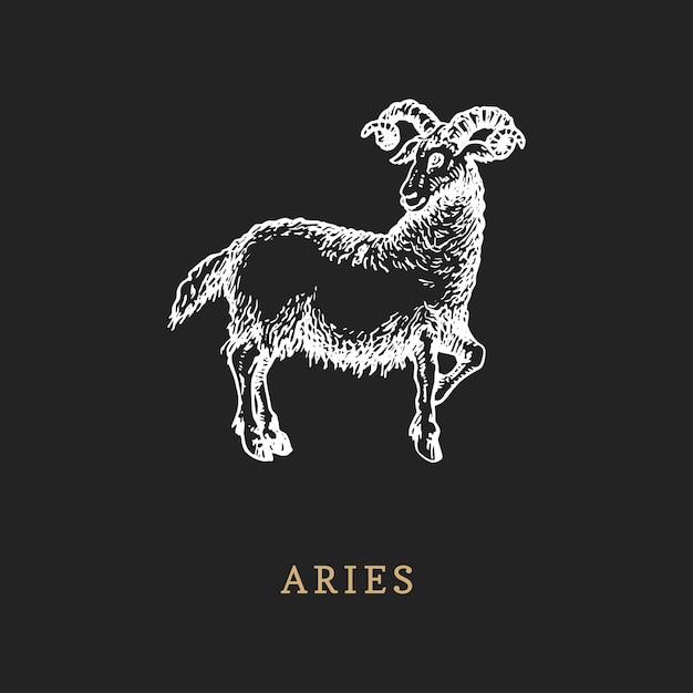 Aries zodiac symbol hand drawn in engraving style Vector graphic retro illustration of astrological sign Ram