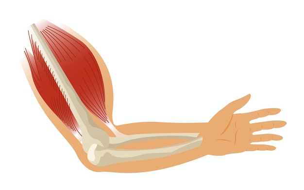 Arm muscle biceps with skeleton Muscle tension of human hand on white background Bones and joints in male silhouette Medical vector illustration of hand for clinic or hospital